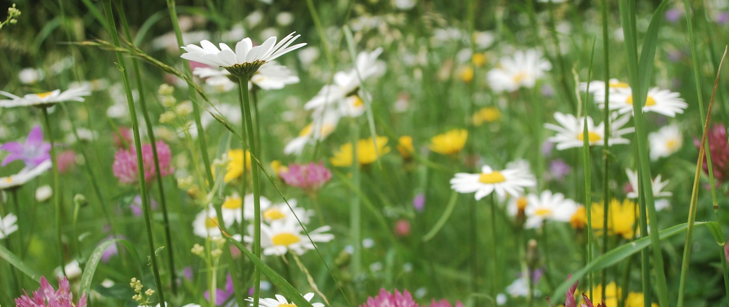 Blumenwiese im Sommer