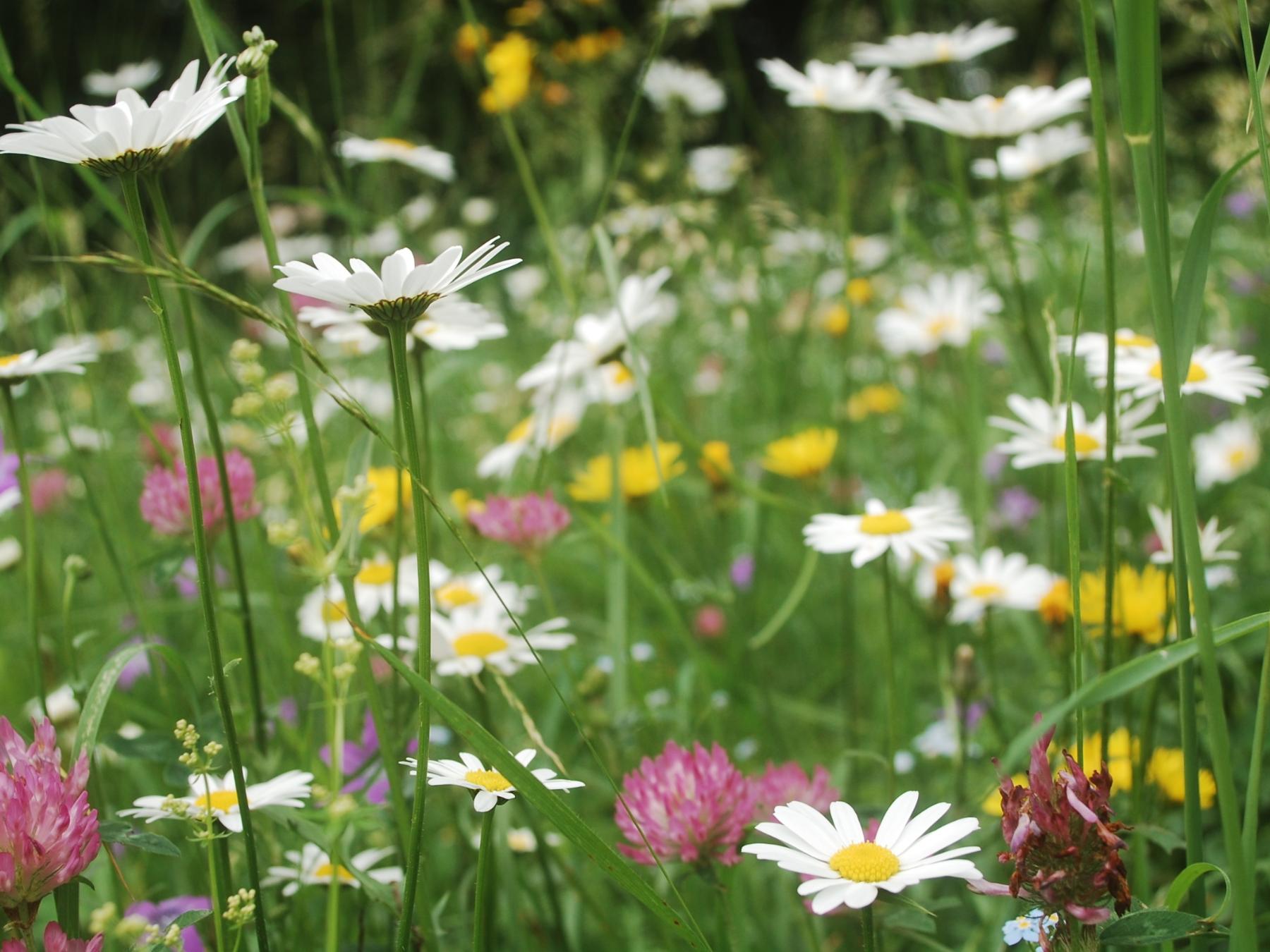 Blumenwiese im Sommer