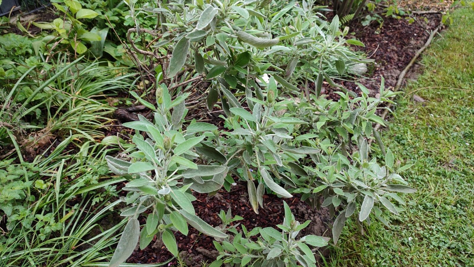 Viele Pflanzen und Blumen findet man im Klostergarten der Abtei.