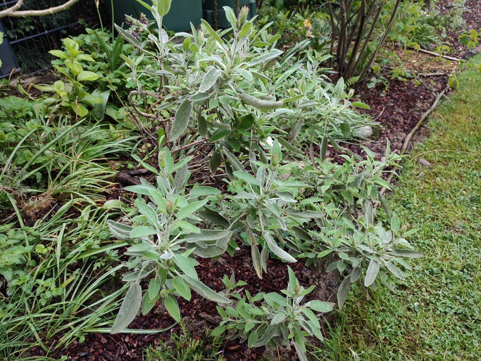 Viele Pflanzen und Blumen findet man im Klostergarten der Abtei.