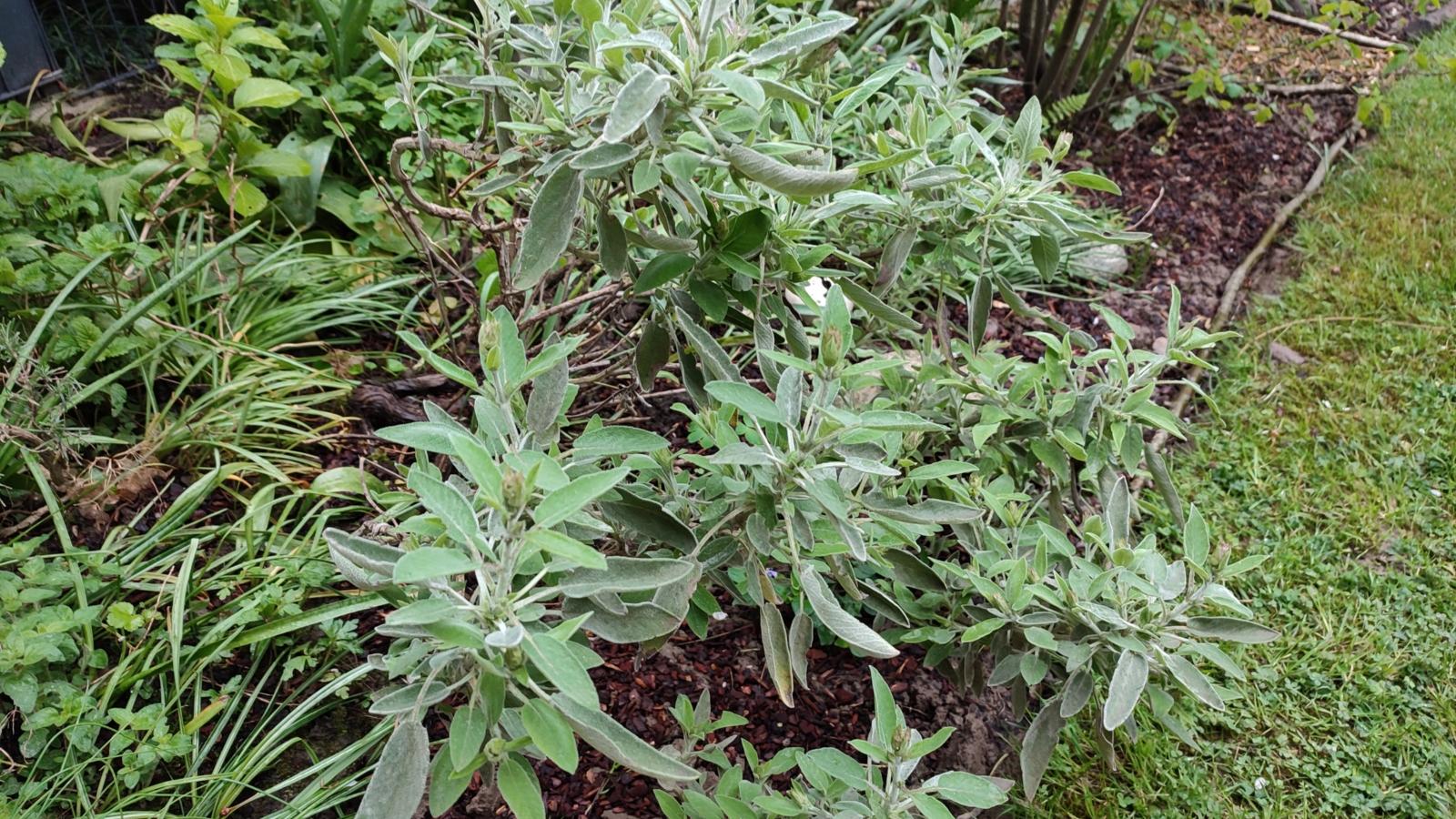 Viele Pflanzen und Blumen findet man im Klostergarten der Abtei.