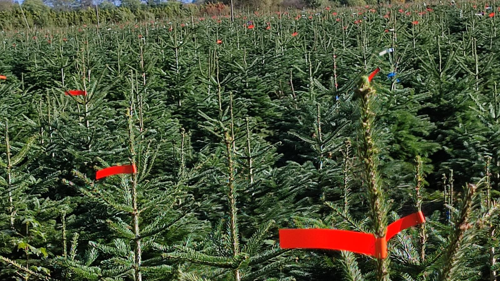 Tannenbaum-Siedlung