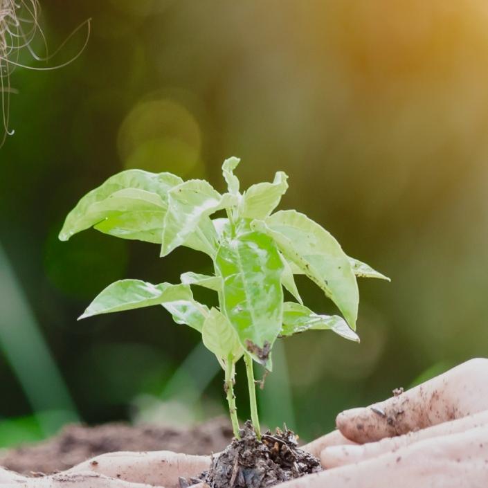 Jung und Alt pflanzen gemeinsam
