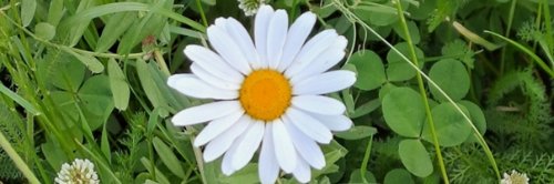 Blume