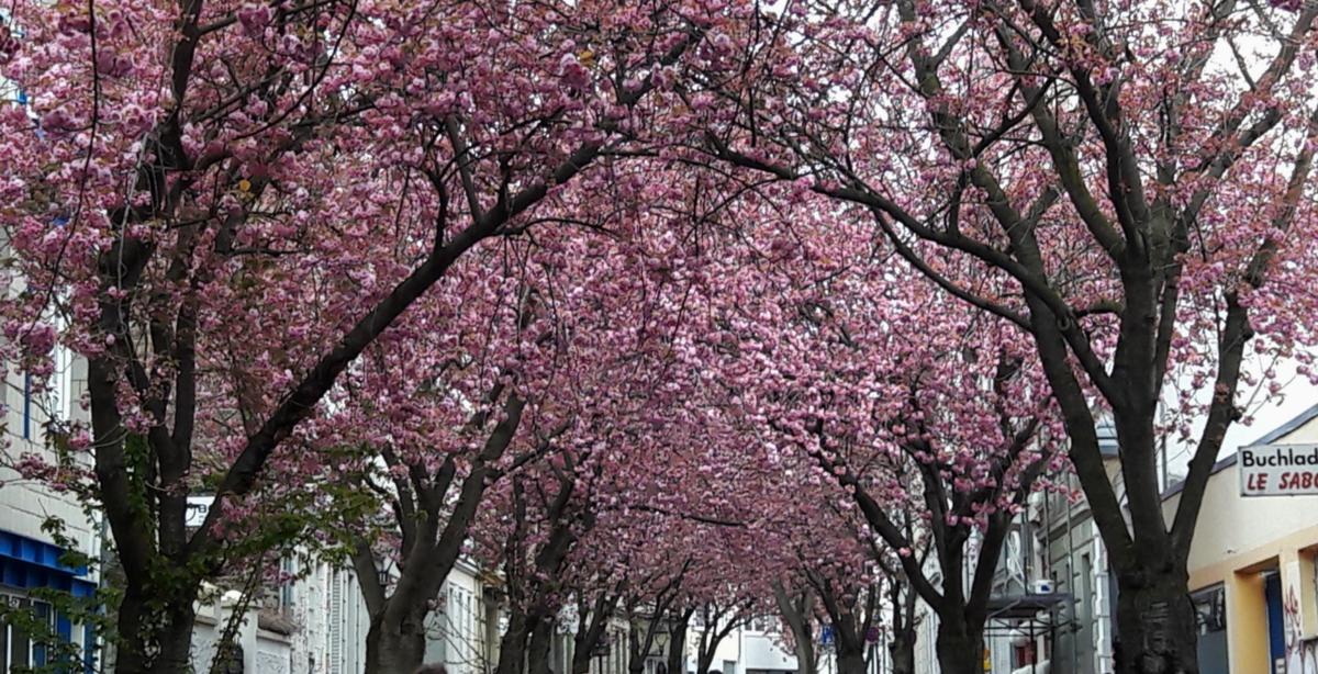 Bonn_Altstadt_Kirschbluete_April_2019b