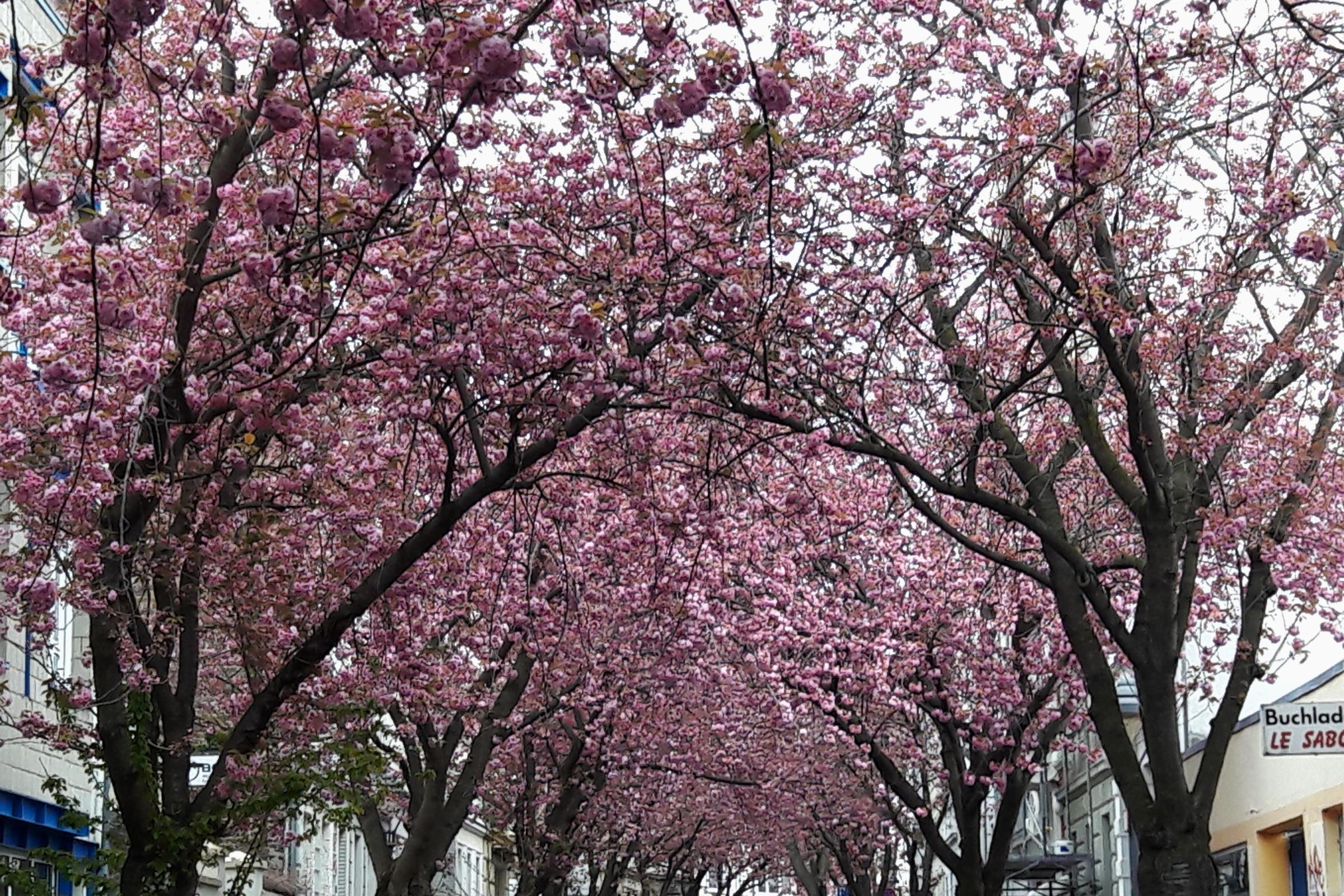 Bonn_Altstadt_Kirschbluete_April_2019b