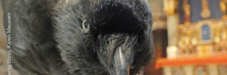 Rabe - Elisabethfest