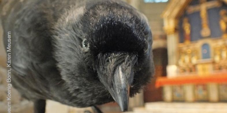 Rabe - Elisabethfest