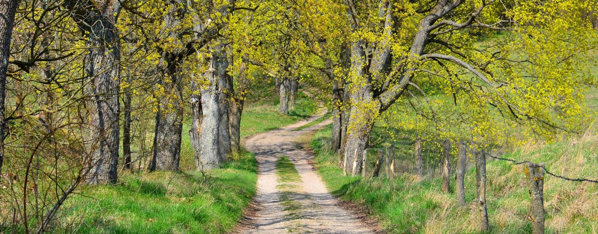Waldweg (c) Shutterstock Waldweg