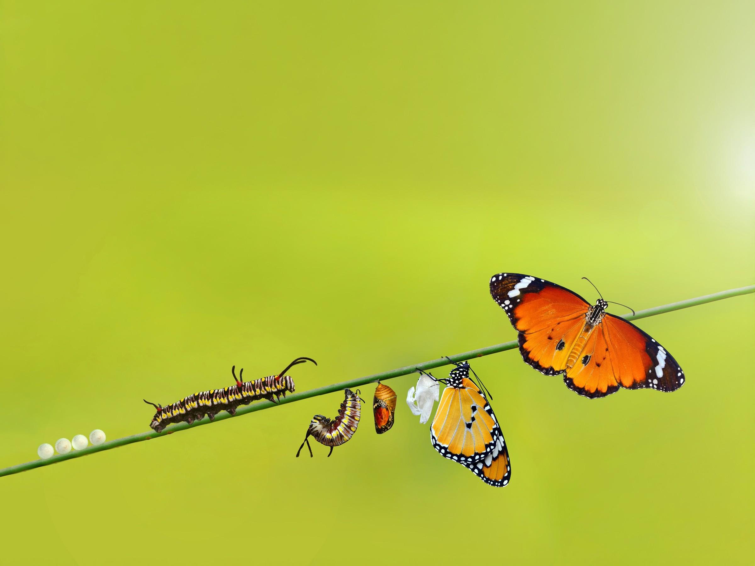 Entwicklungszyklus eines Schmetterlings vom Ei über die Raupe, die Verpuppung hin zum Falter