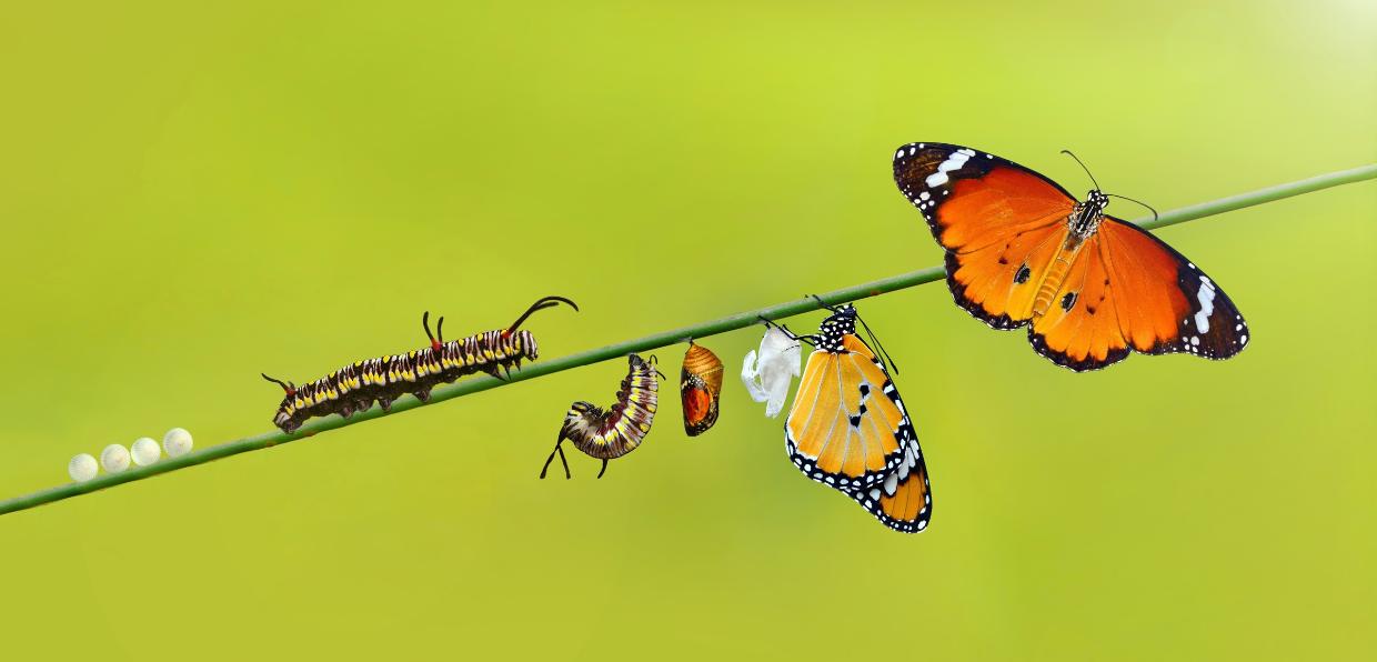 Entwicklungszyklus eines Schmetterlings vom Ei über die Raupe, die Verpuppung hin zum Falter