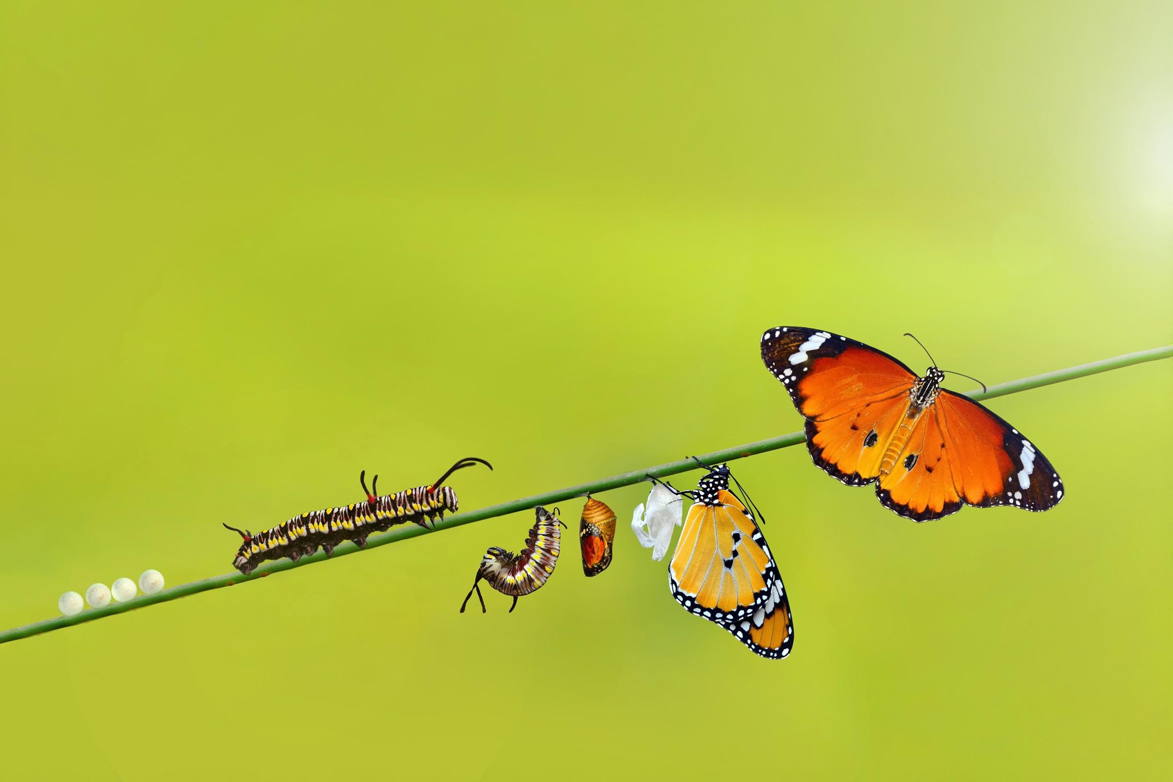 Entwicklungszyklus eines Schmetterlings vom Ei über die Raupe, die Verpuppung hin zum Falter