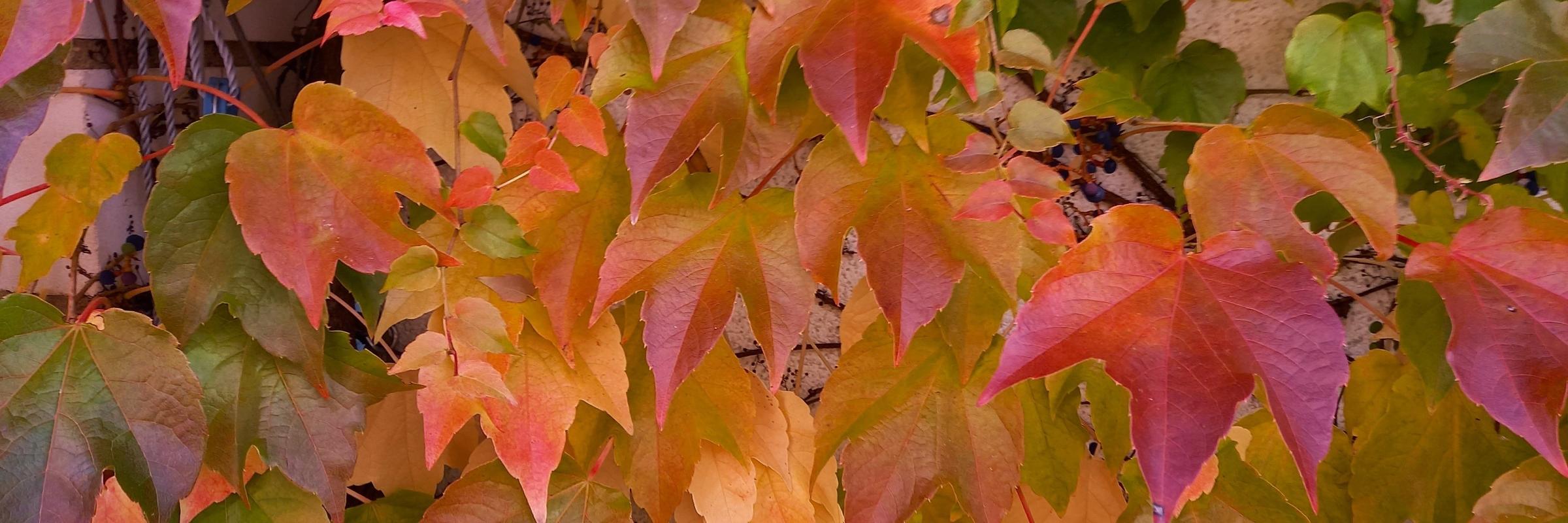 Herbstlaub