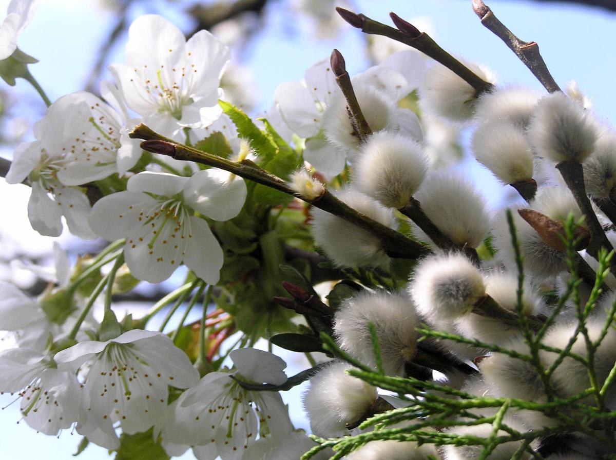 14343_palmzweige_kirschblueten_by_hans_heindl_pfarrbriefservice