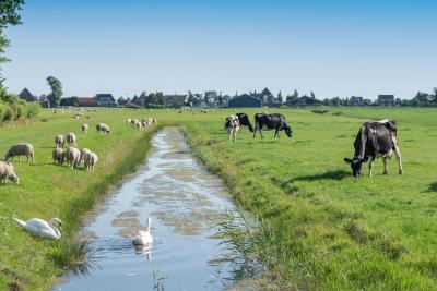Shutterstock_2021941754_Anton_Havelaar_Grüne_landschaft