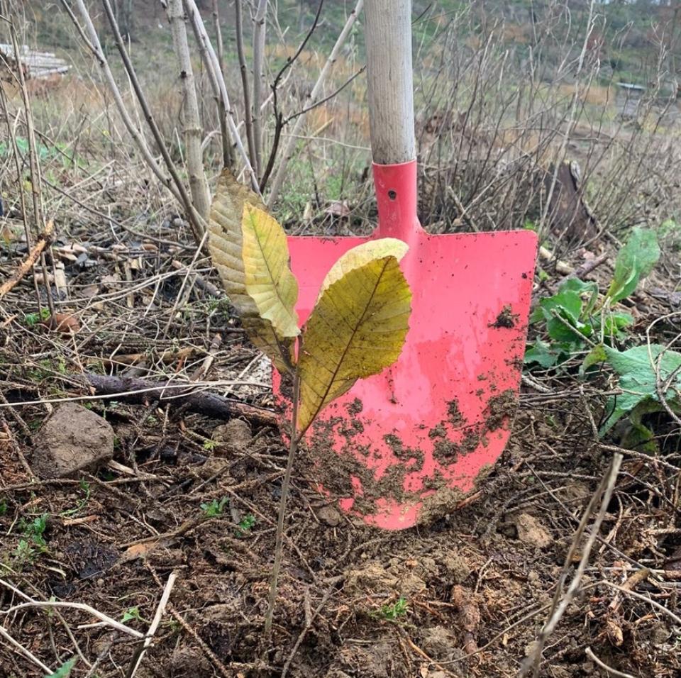 Baumpflanzaktion Katholisches Bildungswerk Oberbergischer Kreis