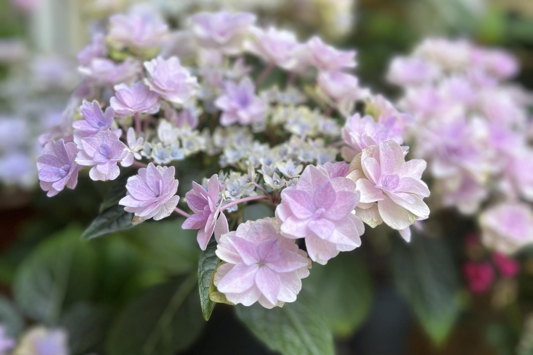 Hortensie
