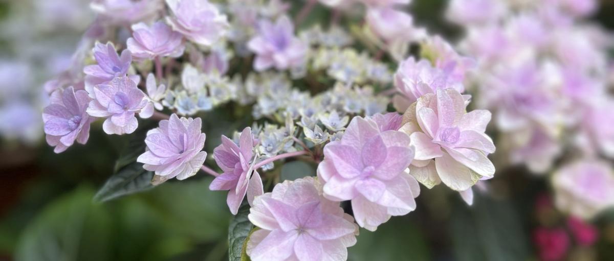 Hortensie (c) Monika Herkens Hortensie