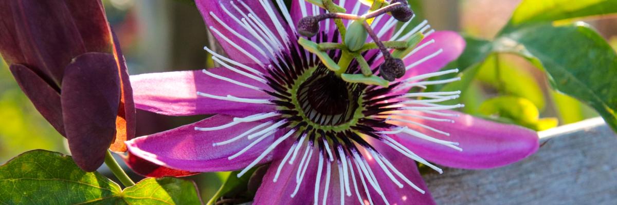 Passionsblume