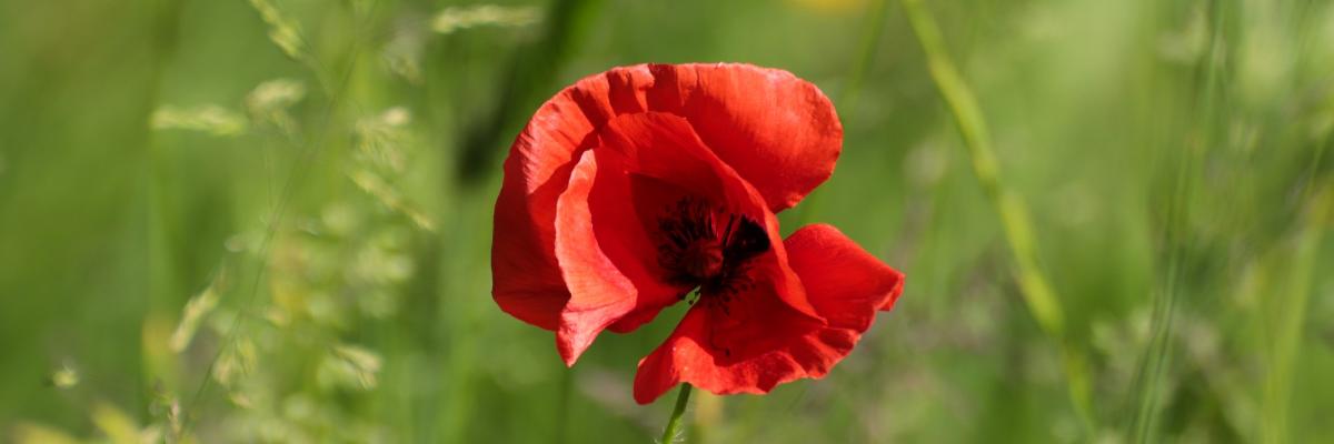 Mohnblume