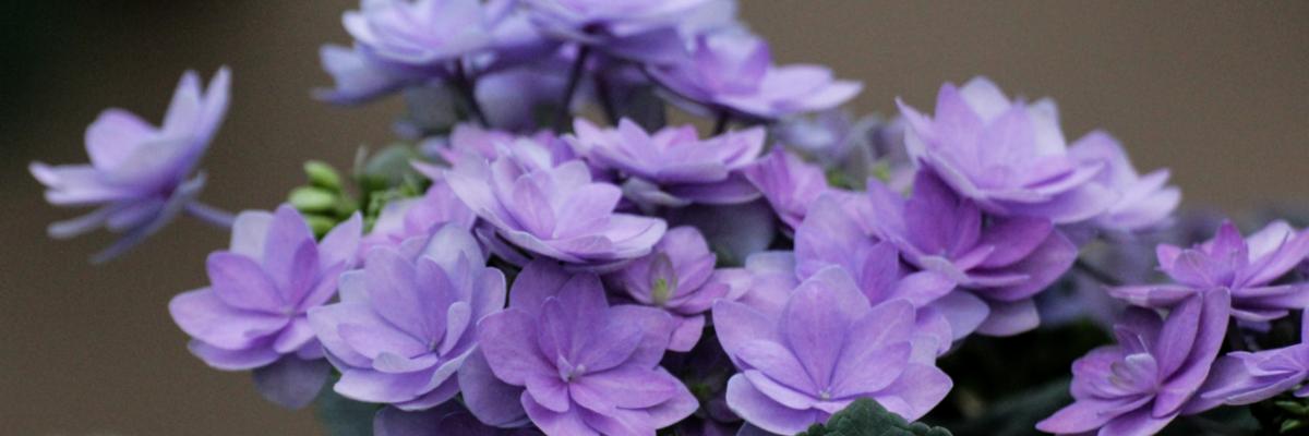 Blume
