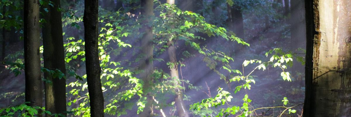 Wald (c) Monika Herkens Wald