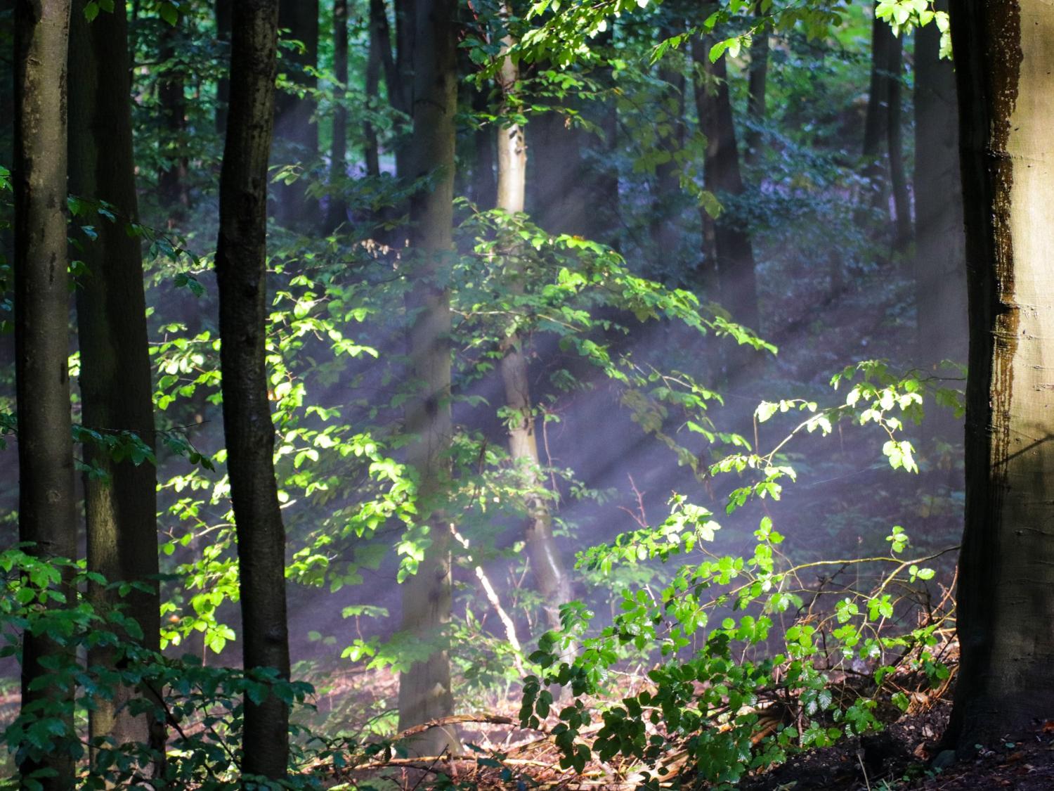 Wald