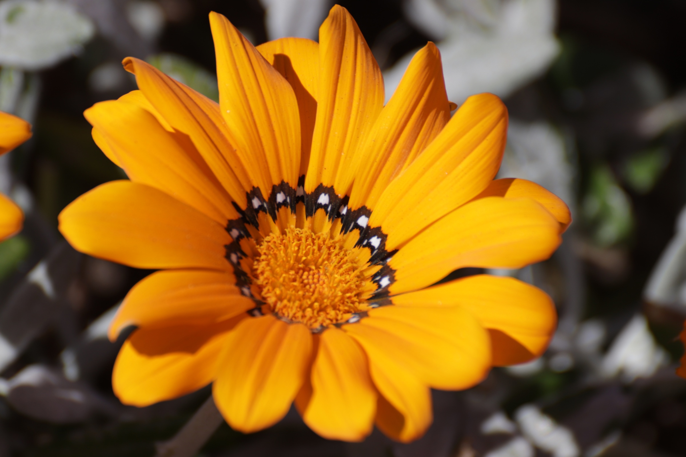 Sommerblume