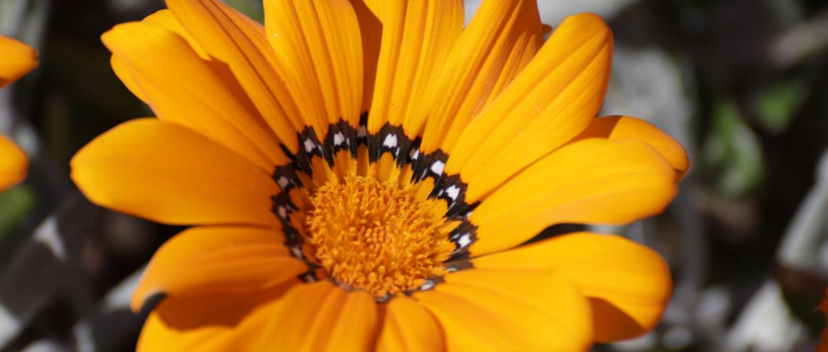 Sommerblume (c) MH Sommerblume