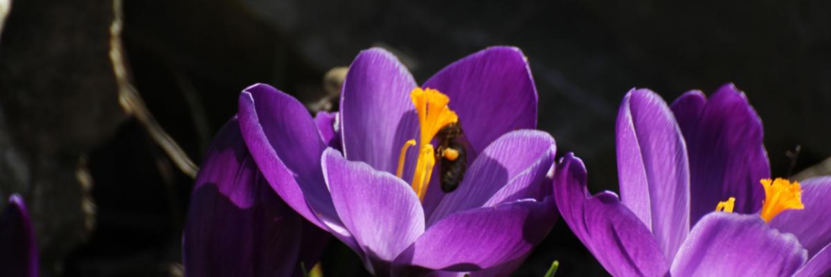 Krokusse (c) MH Krokusse