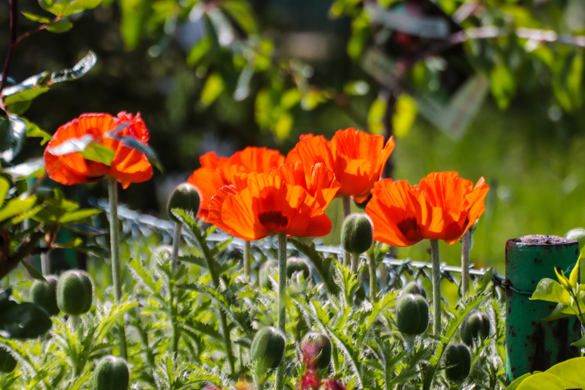 Mohn