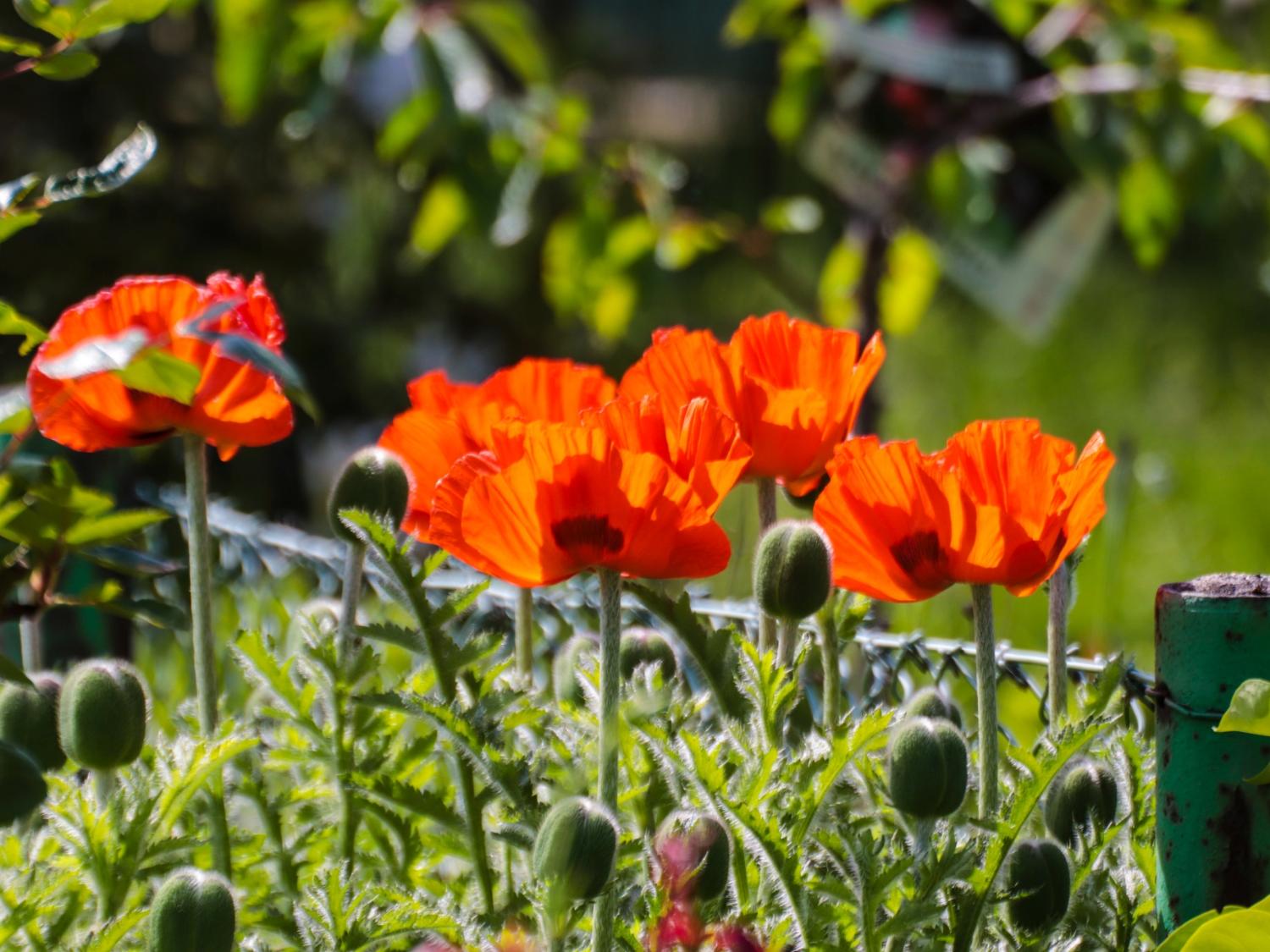 Mohn