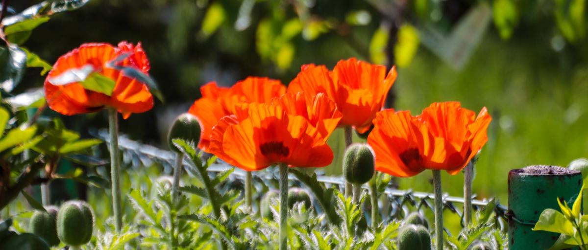 Mohn (c) MH Mohn