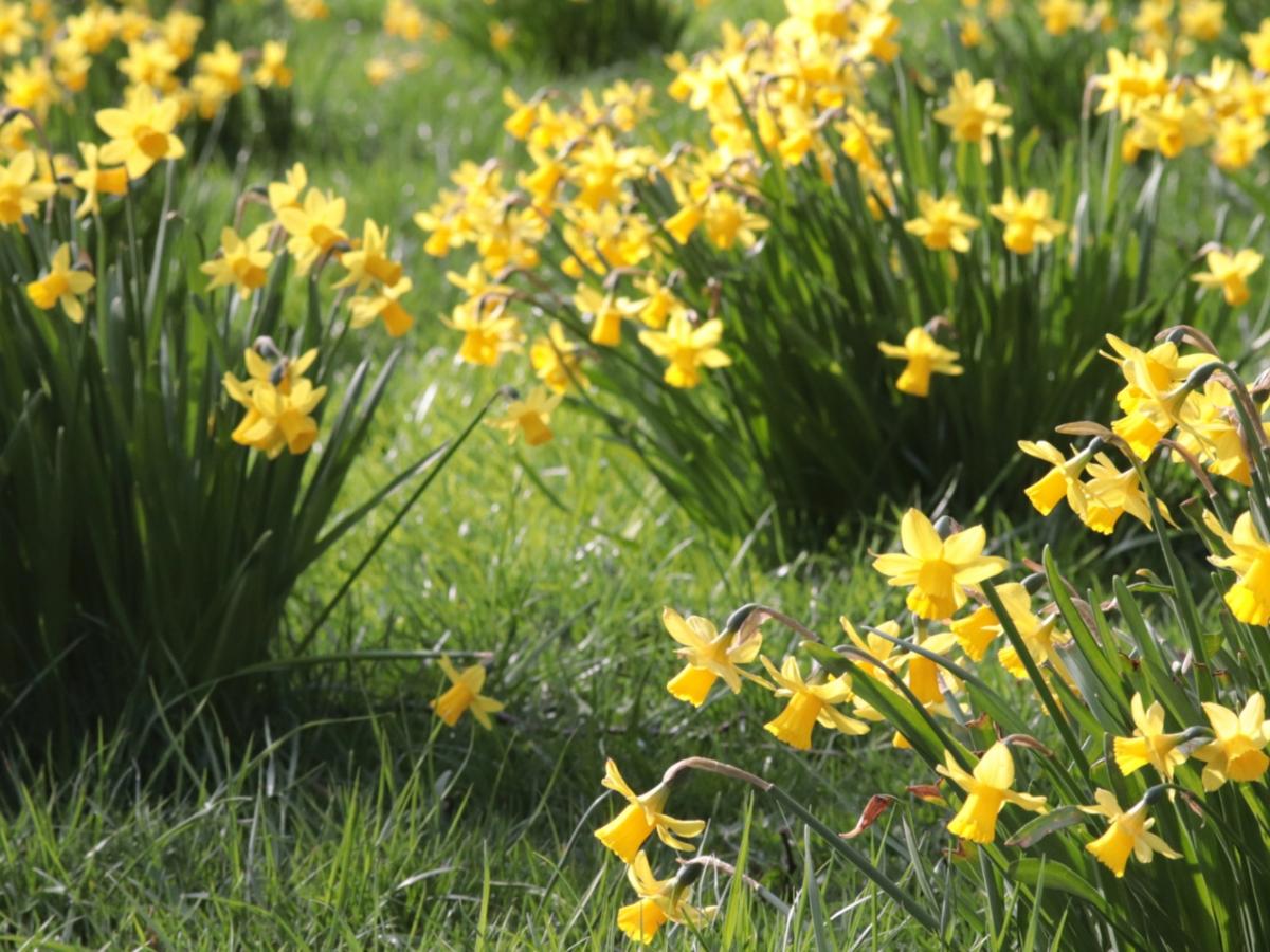 Narzissen