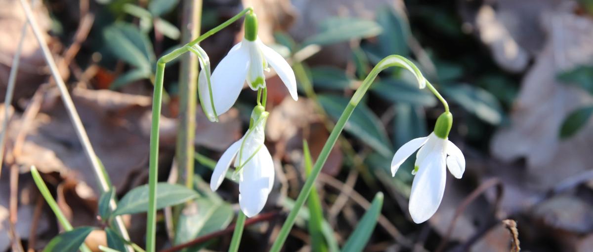 Schneeglöckchen (c) Monika Herkens Schneeglöckchen