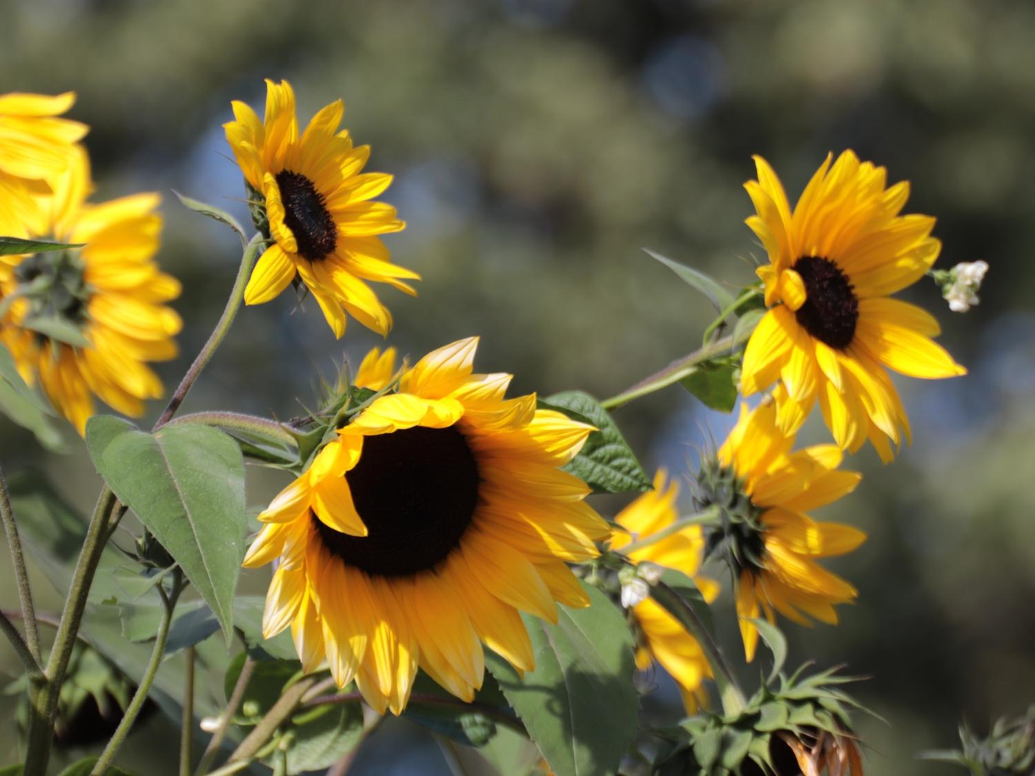 Sonnenblume