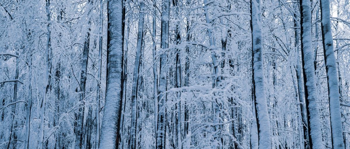 Wald im Schnee weg