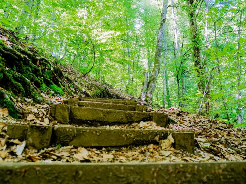 Stufen im Wald