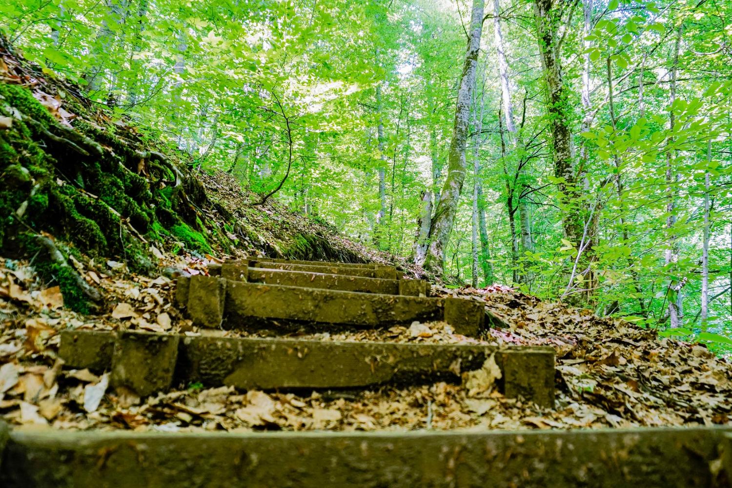 Stufen im Wald