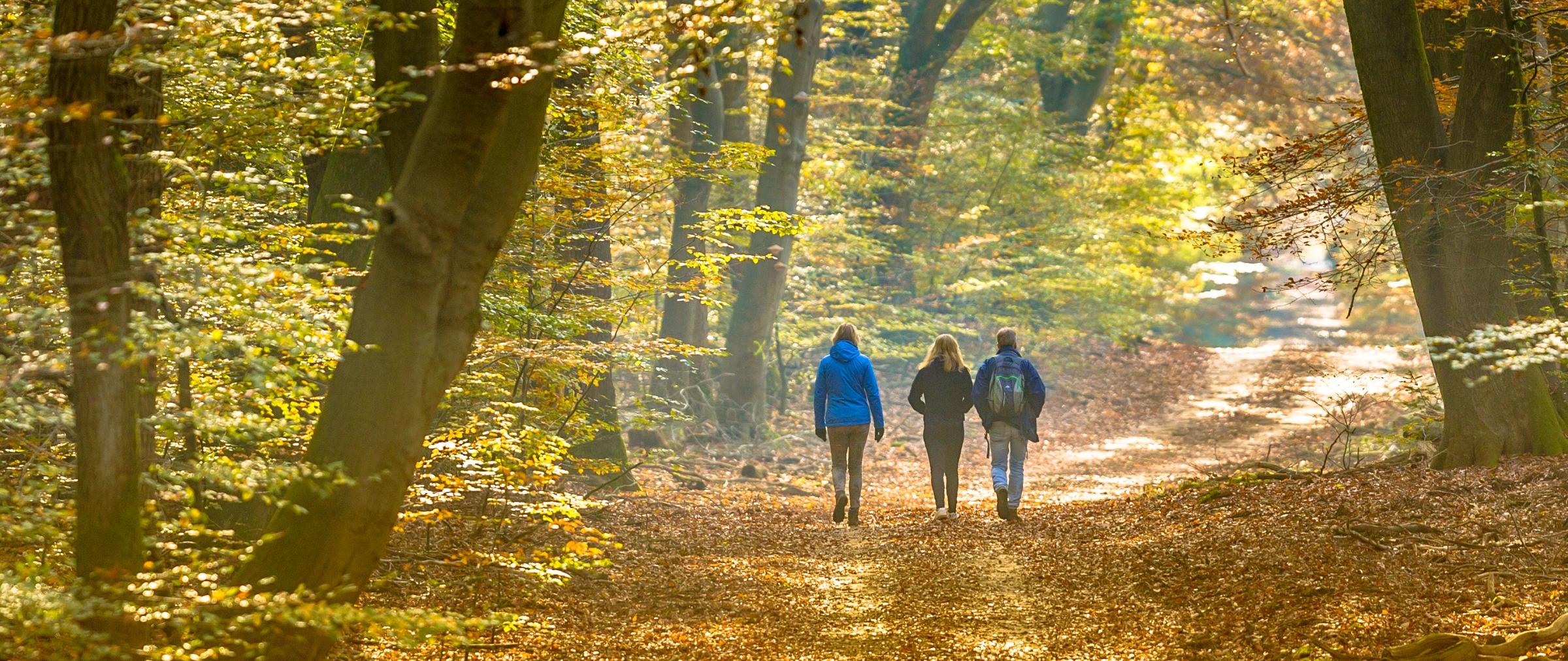 shutterstock_2017164902_Rudmer Zwerver_Wald Herbst Sonne Spazieren Wandern_frei