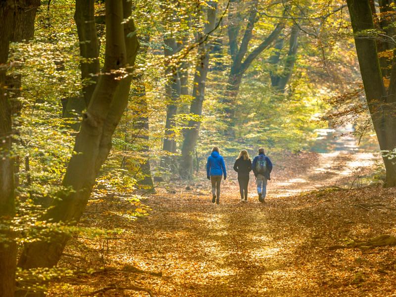 shutterstock_2017164902_Rudmer Zwerver_Wald Herbst Sonne Spazieren Wandern_frei