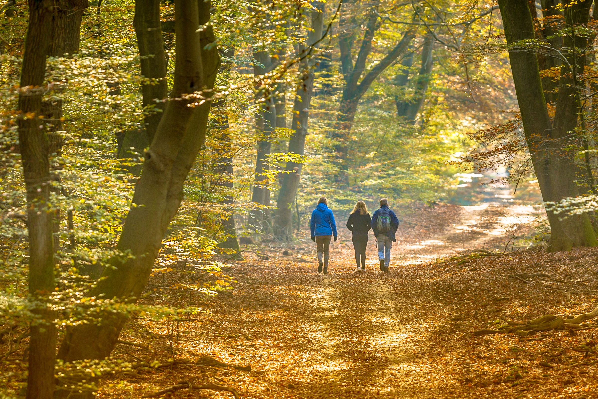 shutterstock_2017164902_Rudmer Zwerver_Wald Herbst Sonne Spazieren Wandern_frei